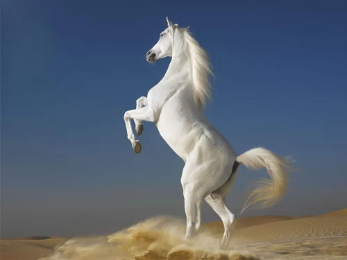 Background Horse Wallpaper