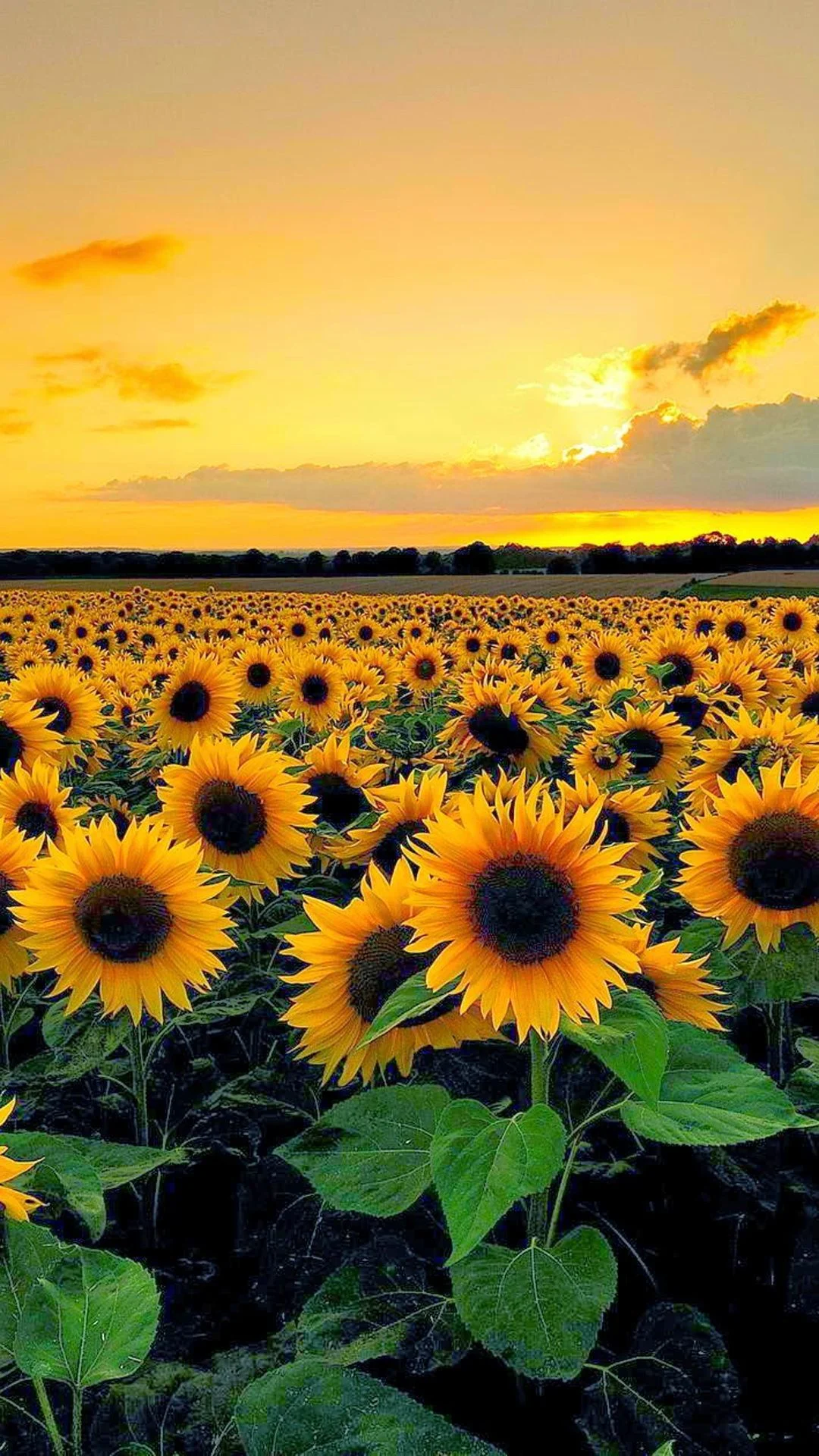 Background Sunflower Wallpaper