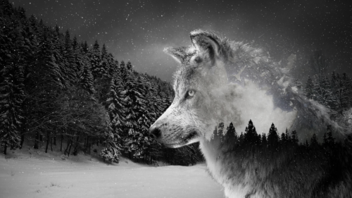 Wolf Desktop Wallpaper