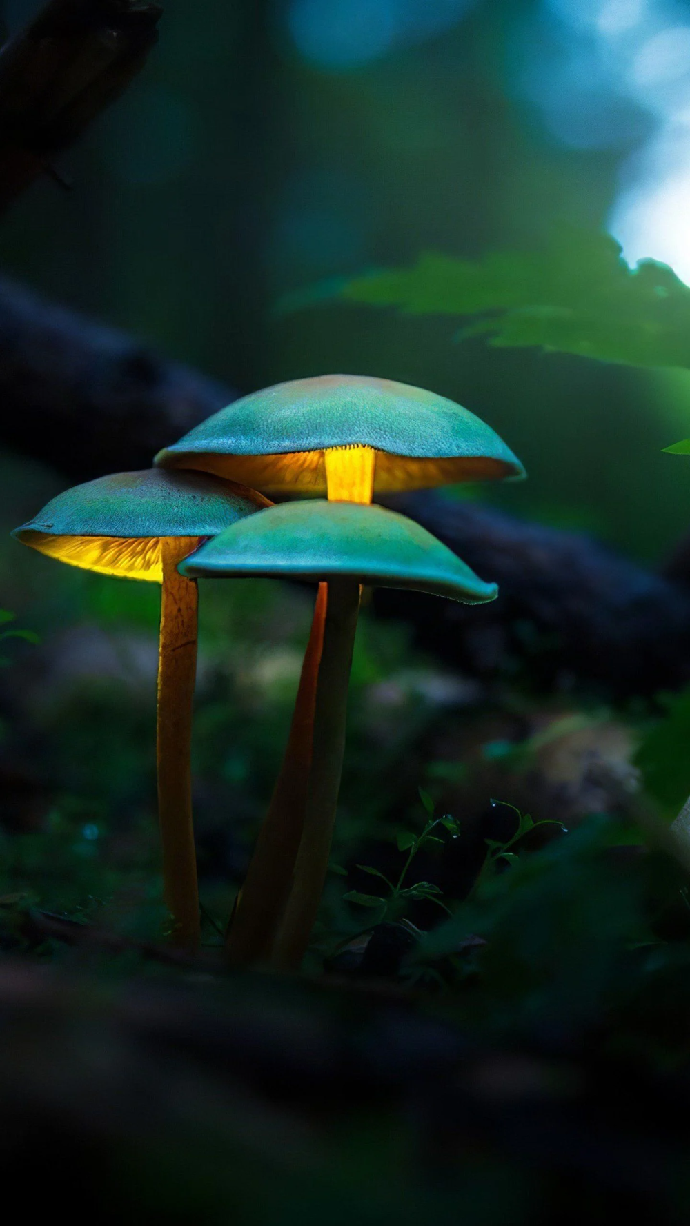 Background Mushroom Wallpaper