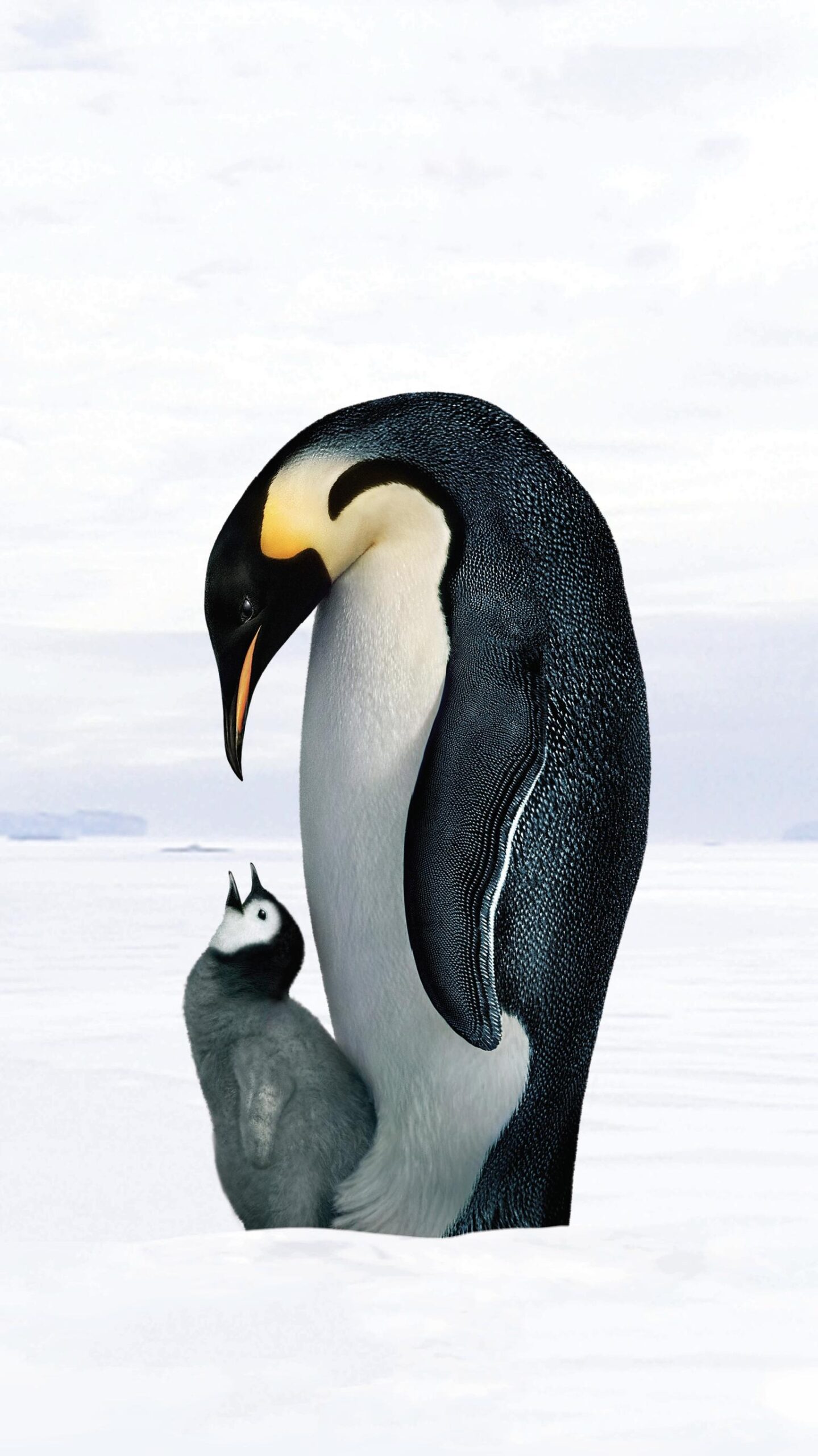Background Penguin Wallpaper