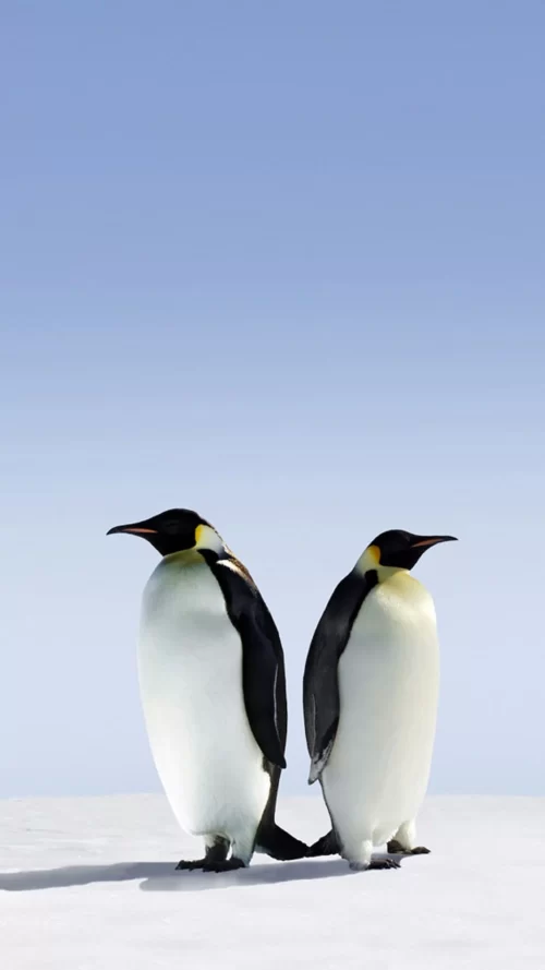 Background Penguin Wallpaper