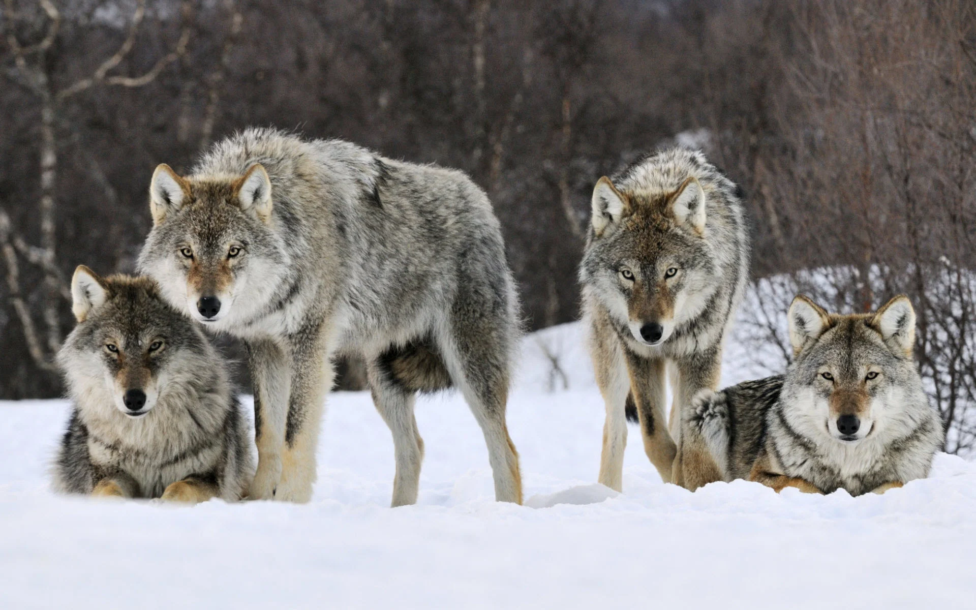 Wolf Desktop Wallpaper