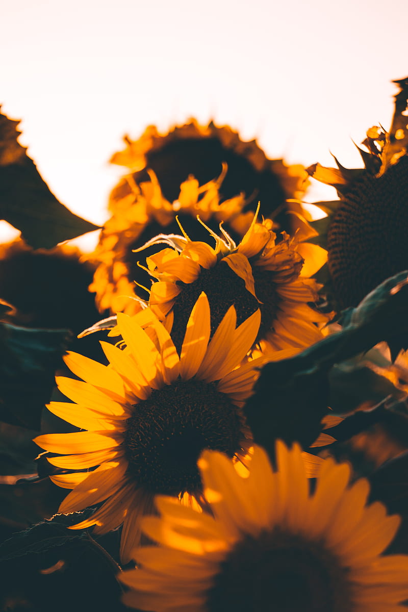 Background Sunflower Wallpaper