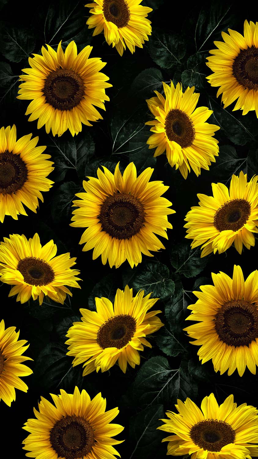 Background Sunflower Wallpaper