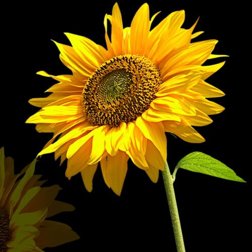 Background Sunflower Wallpaper