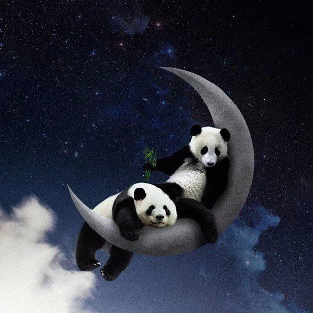 Background Panda Wallpaper