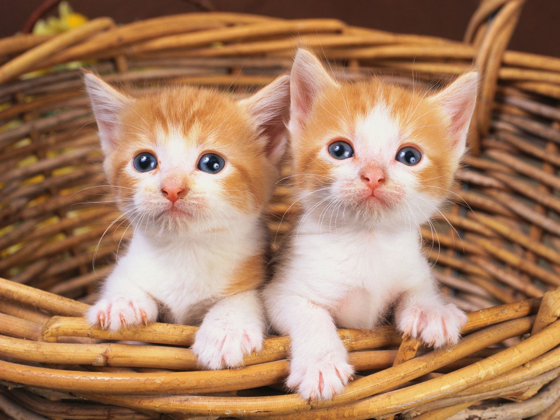 Background Kitten Wallpaper