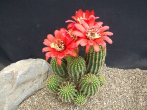 Cactus Desktop Wallpaper
