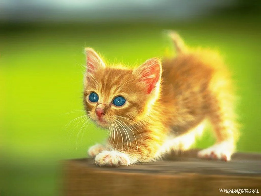 Kitten Desktop Wallpaper