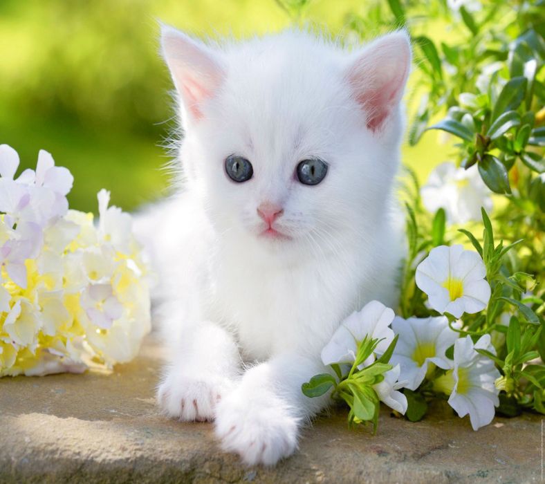 Cute Cat Desktop Wallpaper