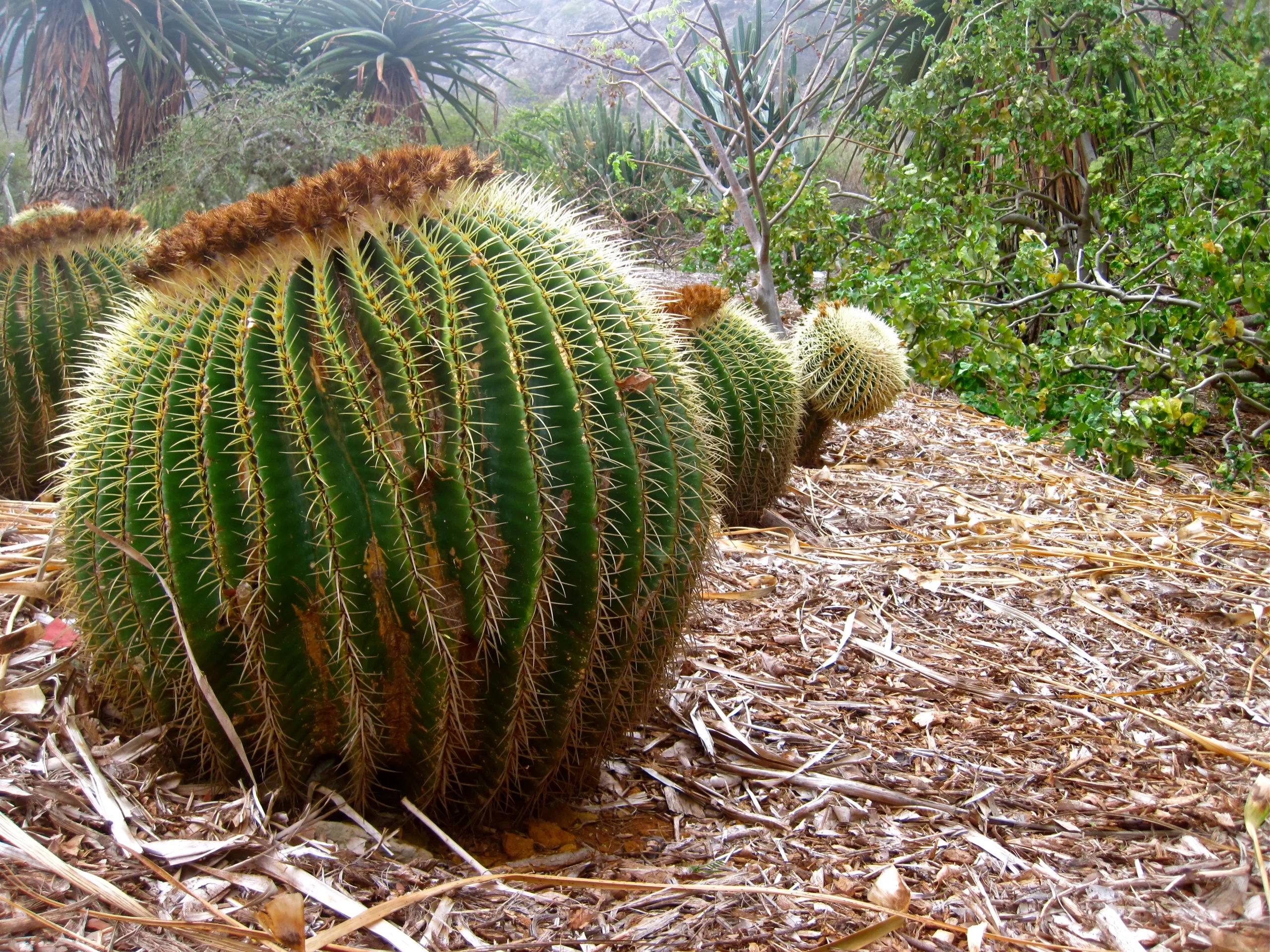 Cactus Desktop Wallpaper