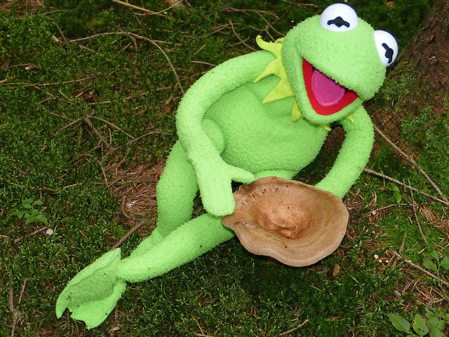 Background Kermit The Frog Wallpaper