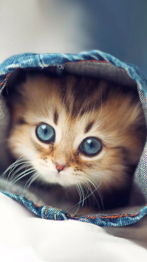 Background Kitten Wallpaper