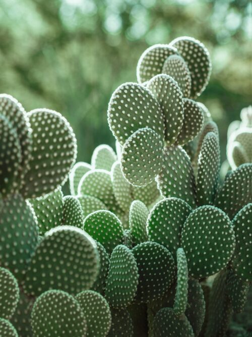 Background Cactus Wallpaper