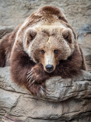 Background Zoo Bear Wallpaper