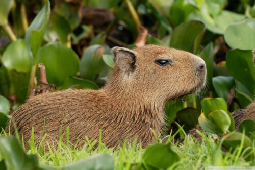 Desktop Capybara Wallpaper