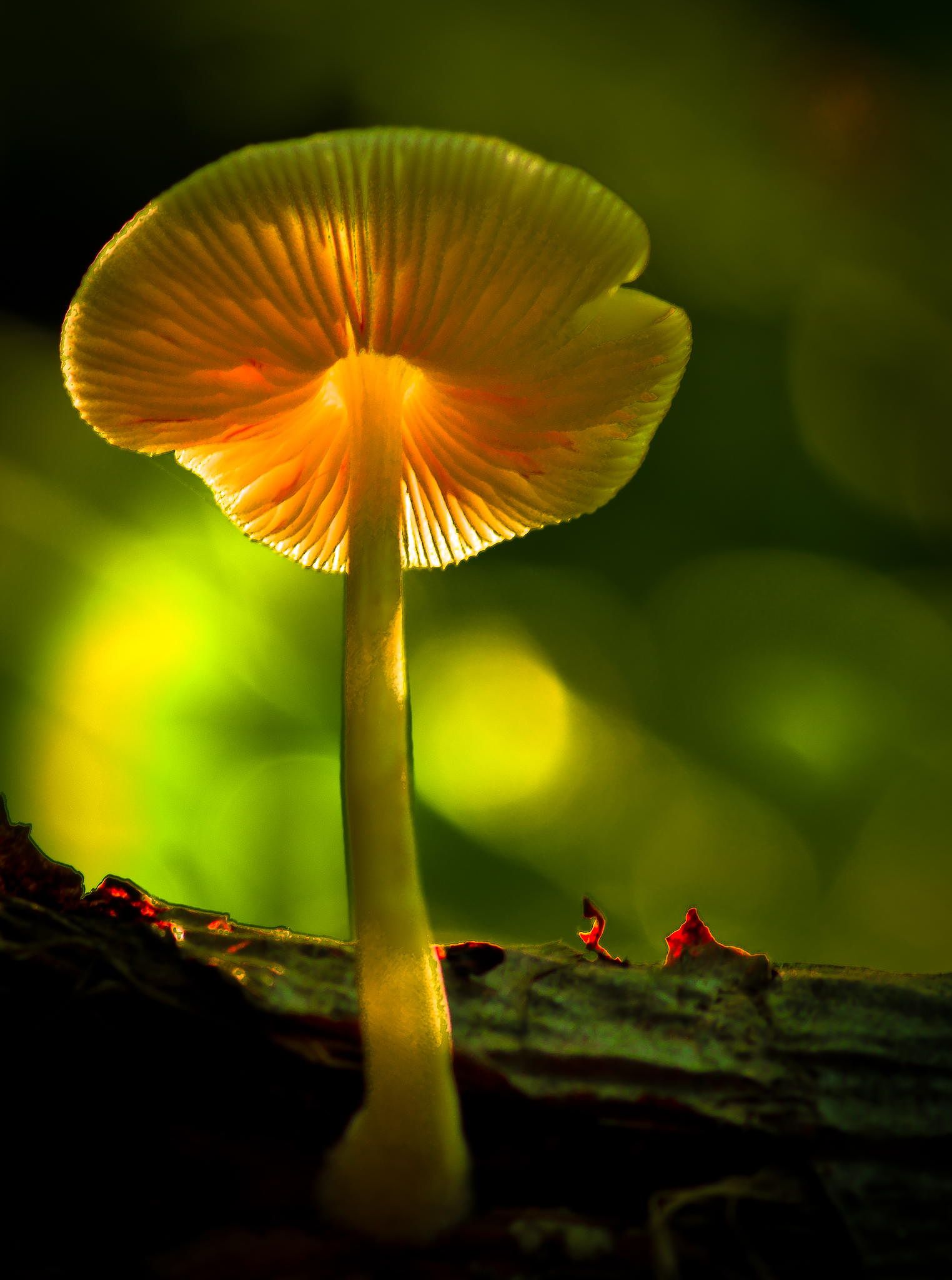 Background Mushroom Wallpaper