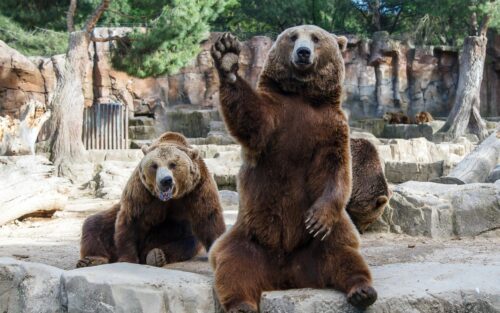 Zoo Bear Desktop Wallpaper