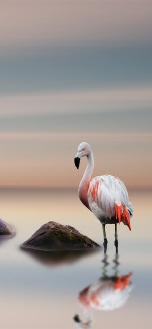 Background Flamingo Wallpaper