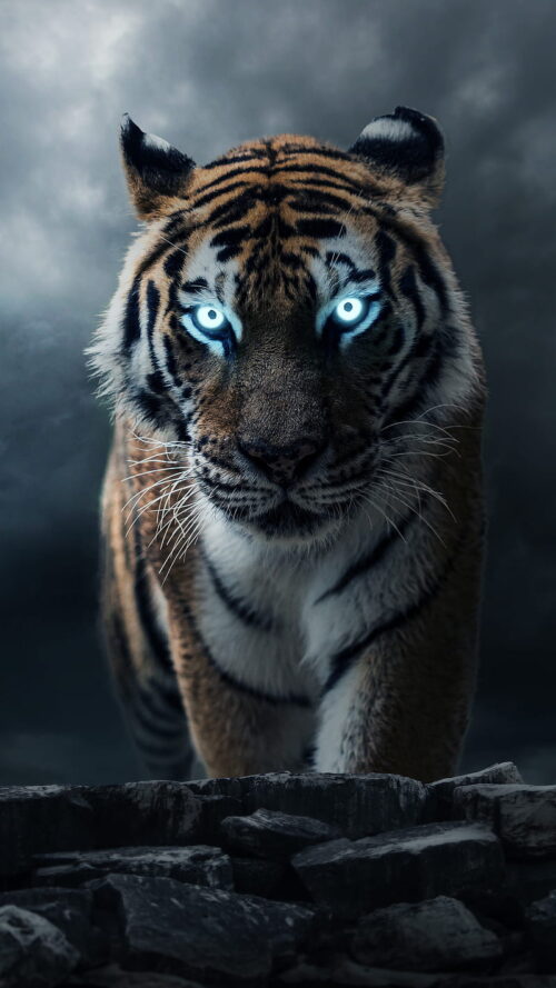 Background Tiger Wallpaper