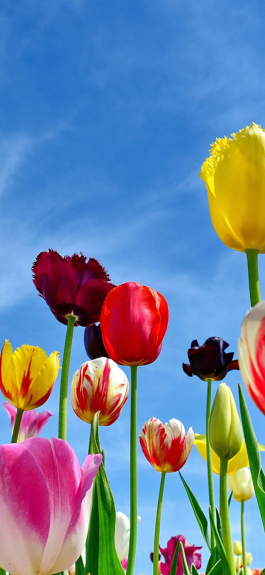 Background Spring Wallpaper