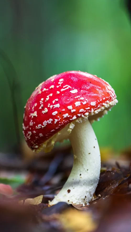 Background Mushroom Wallpaper