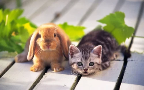 Cute Animals Desktop Wallpaper