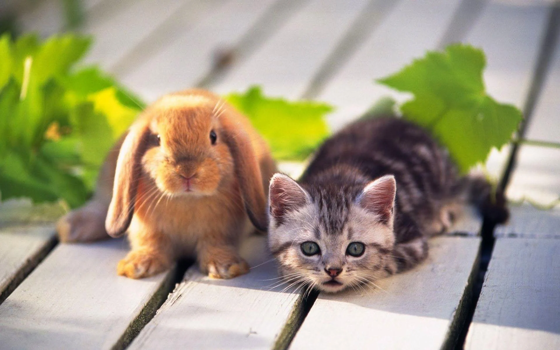 Cute Animals Desktop Wallpaper