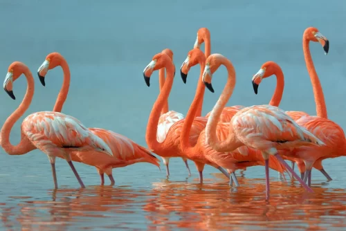 Flamingo Desktop Wallpaper