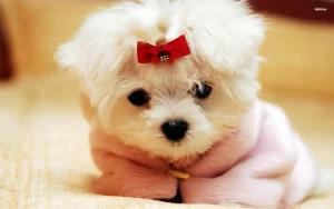 Puppy Desktop Wallpaper