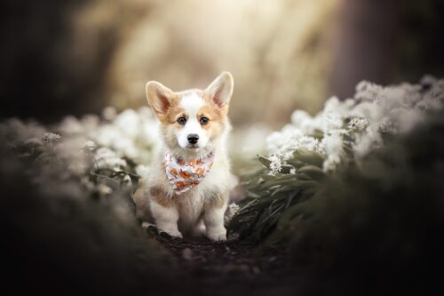 Corgi Desktop Wallpaper