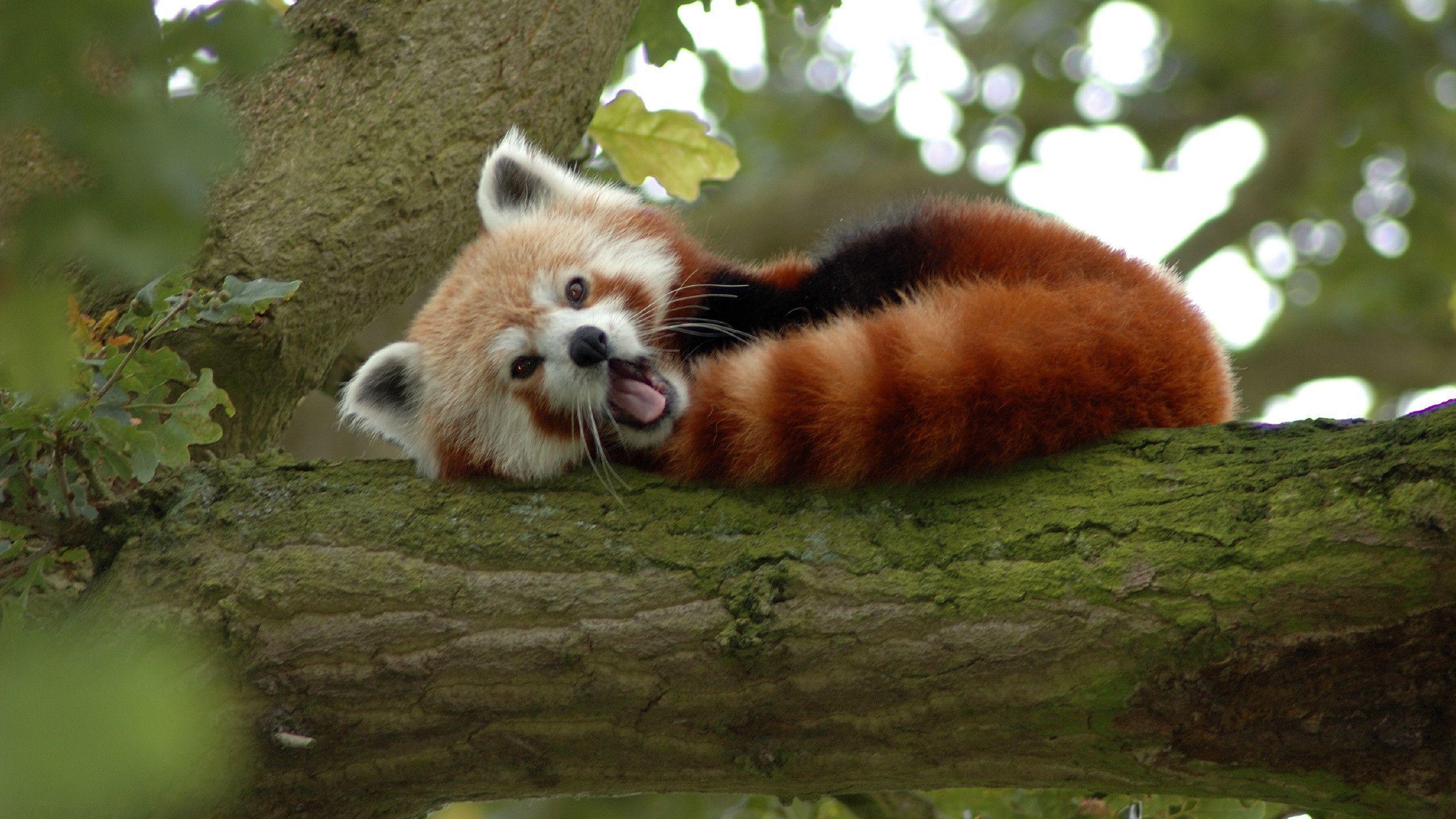 Red Panda Desktop Wallpaper