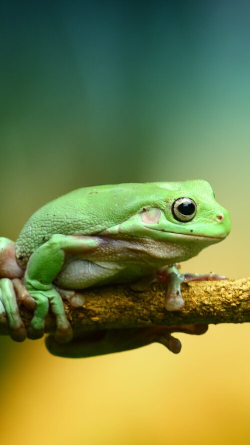 Background Cute Frog Wallpaper