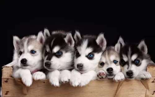 Puppies Desktop Wallpaper