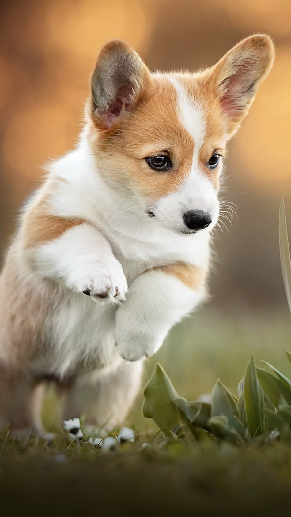 Background Corgi Wallpaper