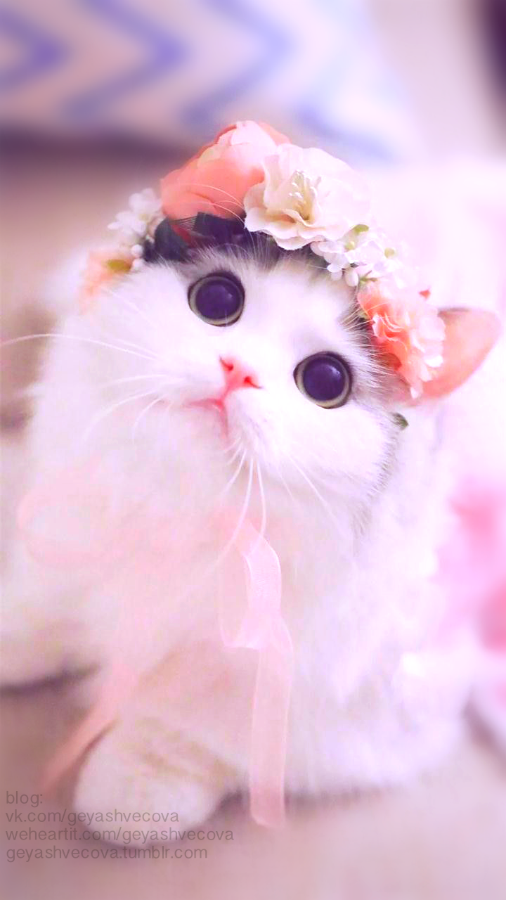 Background Cute Cat Wallpaper