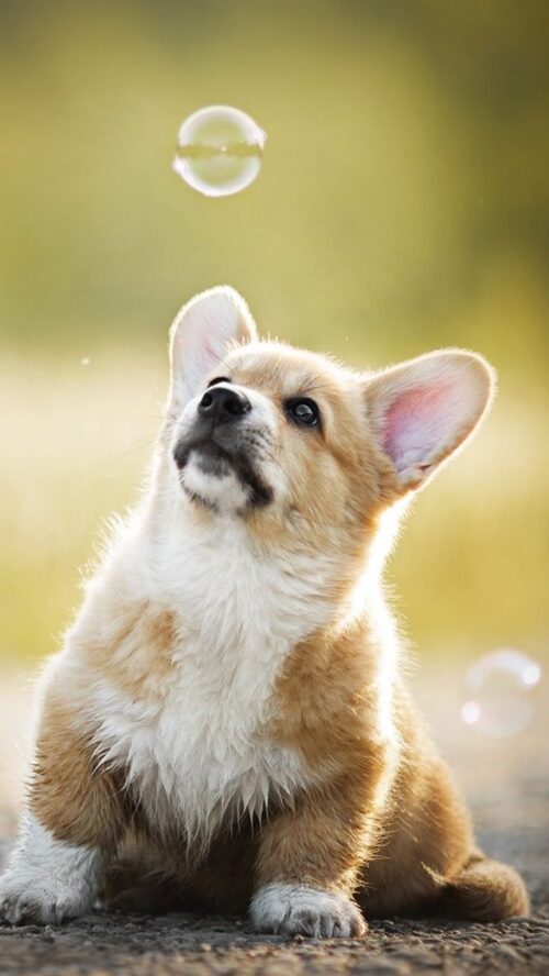 Background Corgi Wallpaper