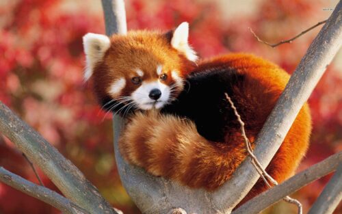 Red Panda Desktop Wallpaper