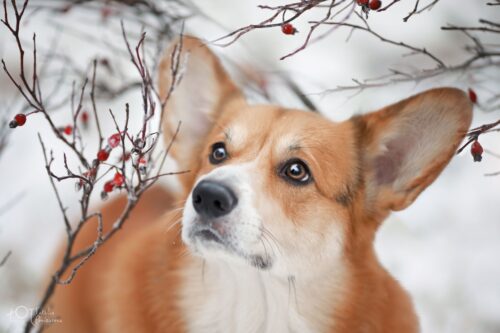 Corgi Desktop Wallpaper