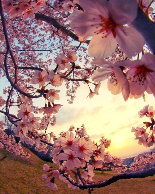 Background Cherry Blossom Wallpaper