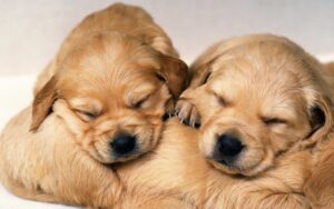 Cute Puppy Desktop Wallpaper