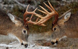 Deer Desktop wallpaper