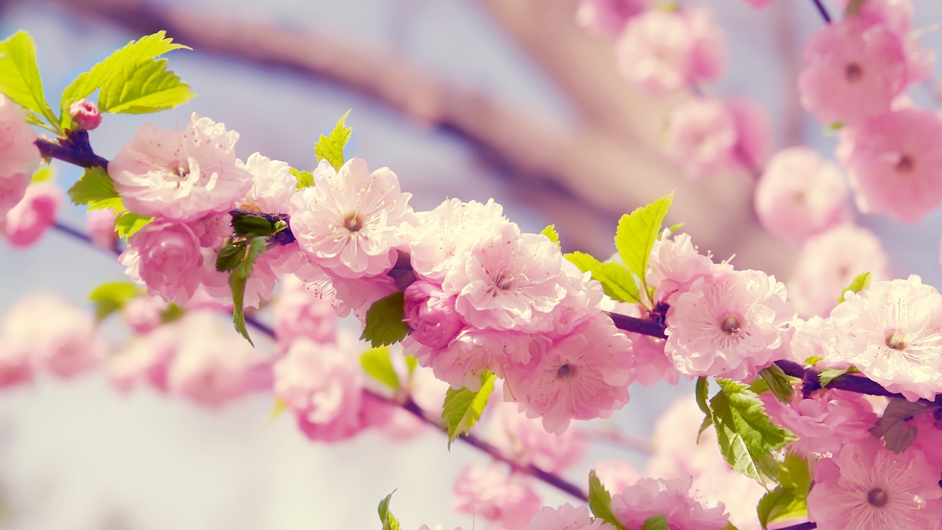 Cherry Blossom Desktop Wallpaper