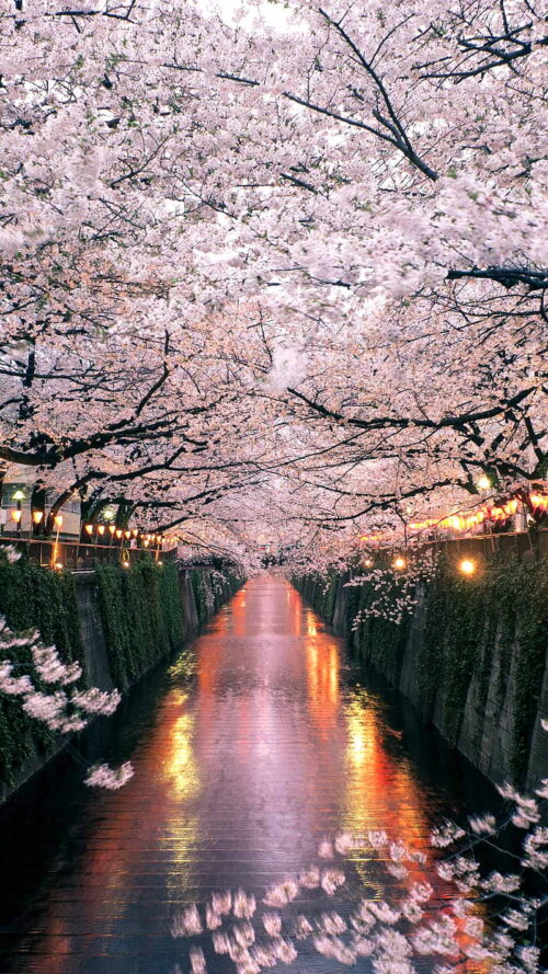 Background Cherry Blossom Wallpaper