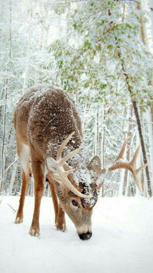 Background Deer wallpaper