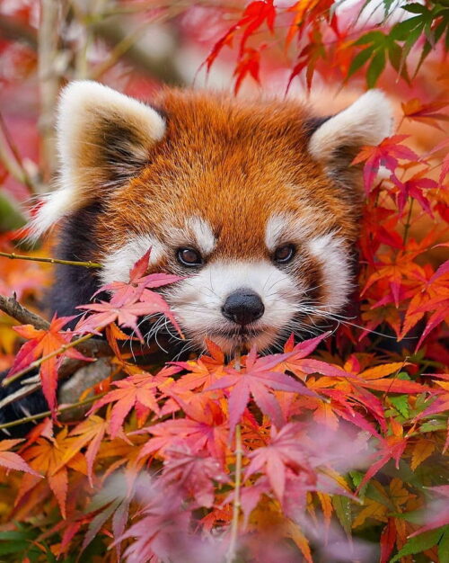 Background Red Panda Wallpaper