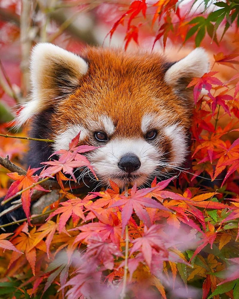 Background Red Panda Wallpaper