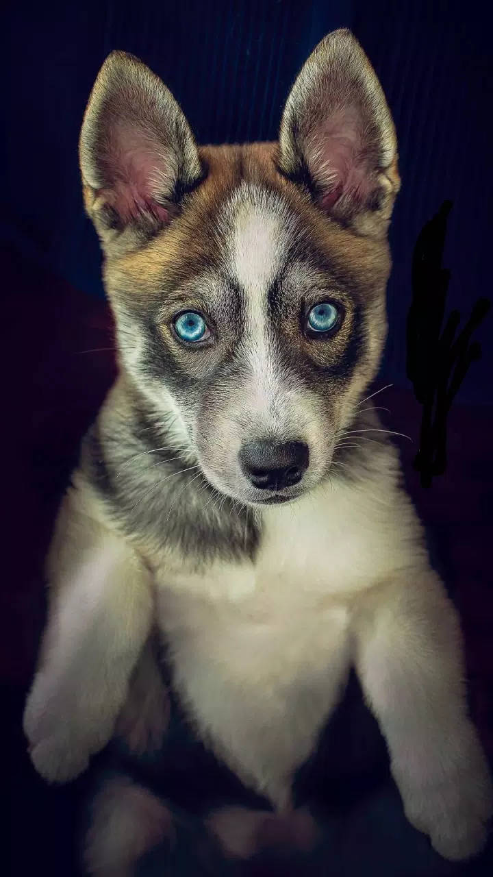 Background Cute Puppy Wallpaper