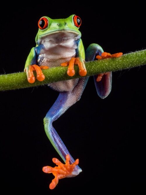 Background Cute Frog Wallpaper